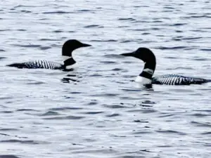Loons