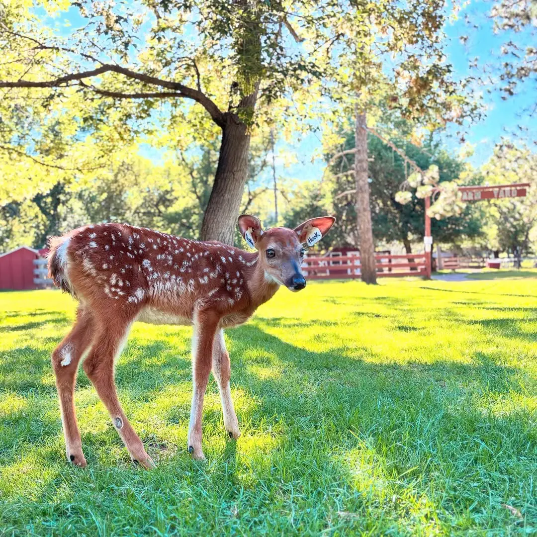 Wilderness Walk Zoo